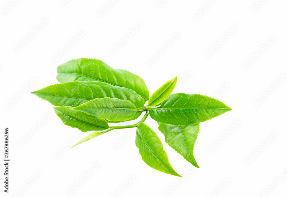 fresh tea leaves on a white background,isolated fresh tea leaves on a white background,isolated