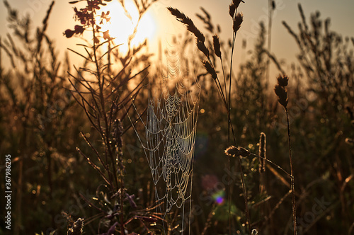 sunset in the grass