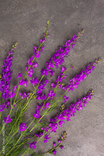 Purple wild flowers on a cold gray background. Natural background. Ivan-tea. Flat lay, copy space, top view. photo