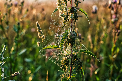 wild flowers in the field