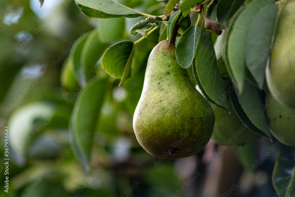 Delicious fresh pears ripening and hanging on a pear tree in an organic agriculture for vegetarians and frutarians as well as vegans for healthy nutrition with vitamins and seasonal food and fruit Delicious fresh pears ripening and hanging on a pear tree in an organic agriculture for vegetarians and frutarians as well as vegans for healthy nutrition with vitamins and seasonal food and fruit