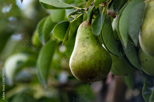 Delicious fresh pears ripening and hanging on a pear tree in an organic agriculture for vegetarians and frutarians as well as vegans for healthy nutrition with vitamins and seasonal food and fruit