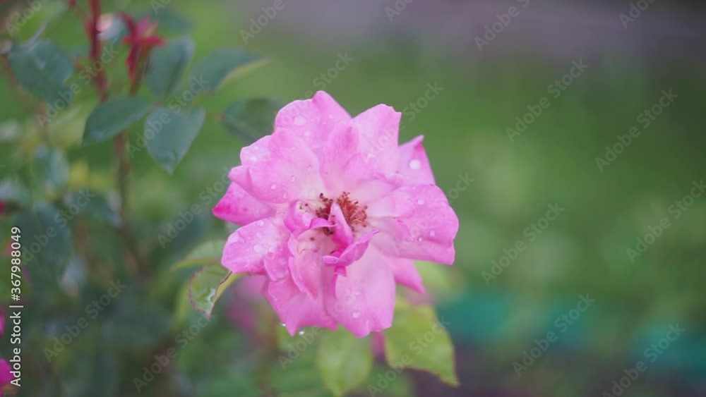 a flower of the pink flowering rosehip shot from blur to focus. Decorative gardening in the country house