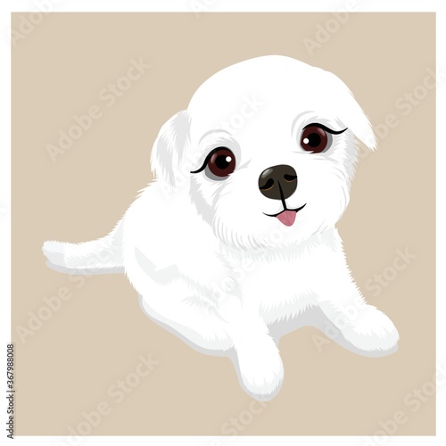 cute puppy