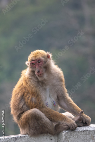 Monkey staring sitting on wall.