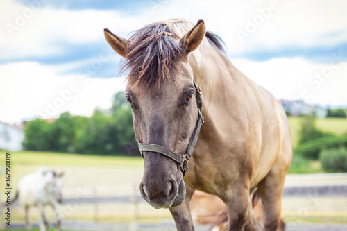 Portrait of a konik horse in front a beautiful background