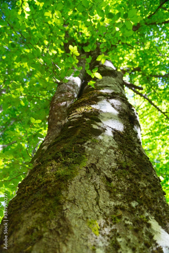 Obraz premium Weathered bark on a tree