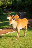 Two common eland walk along sunny path