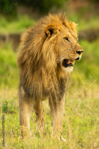 Male lion stands staring right over savannah