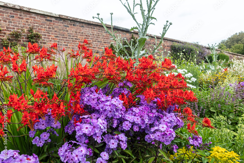Fototapeta premium Red Crocosmia and purple phlox flowering plants in a herbaceous border.