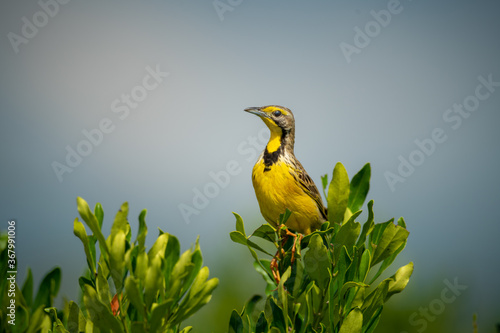 Yellow-throated longclaw perches on bush in sun photo