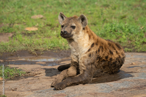 Spotted hyena lies on rock in sunshine © Nick Dale