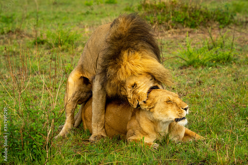 Lion bites neck of female while mating Lion bites neck of female while mating