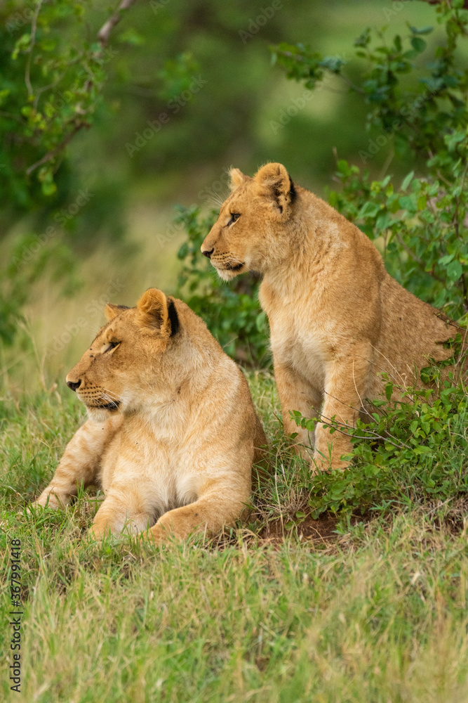Two lion cubs stare left in grass