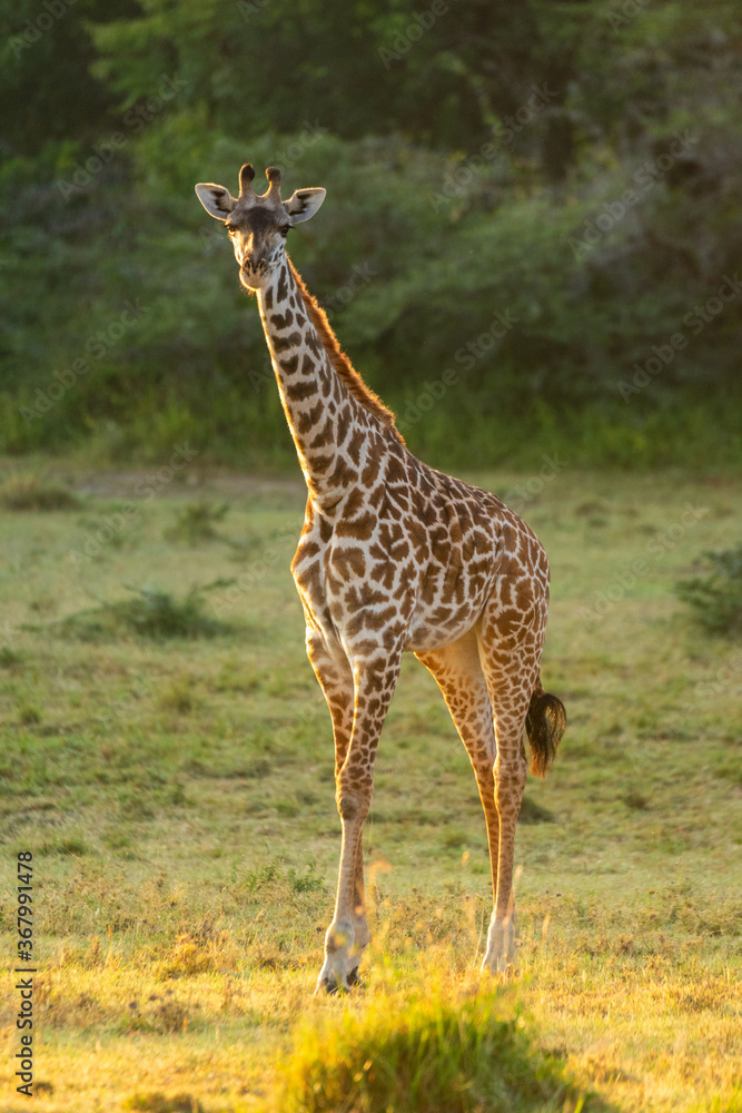 Obraz premium Masai giraffe stands in clearing eyeing camera