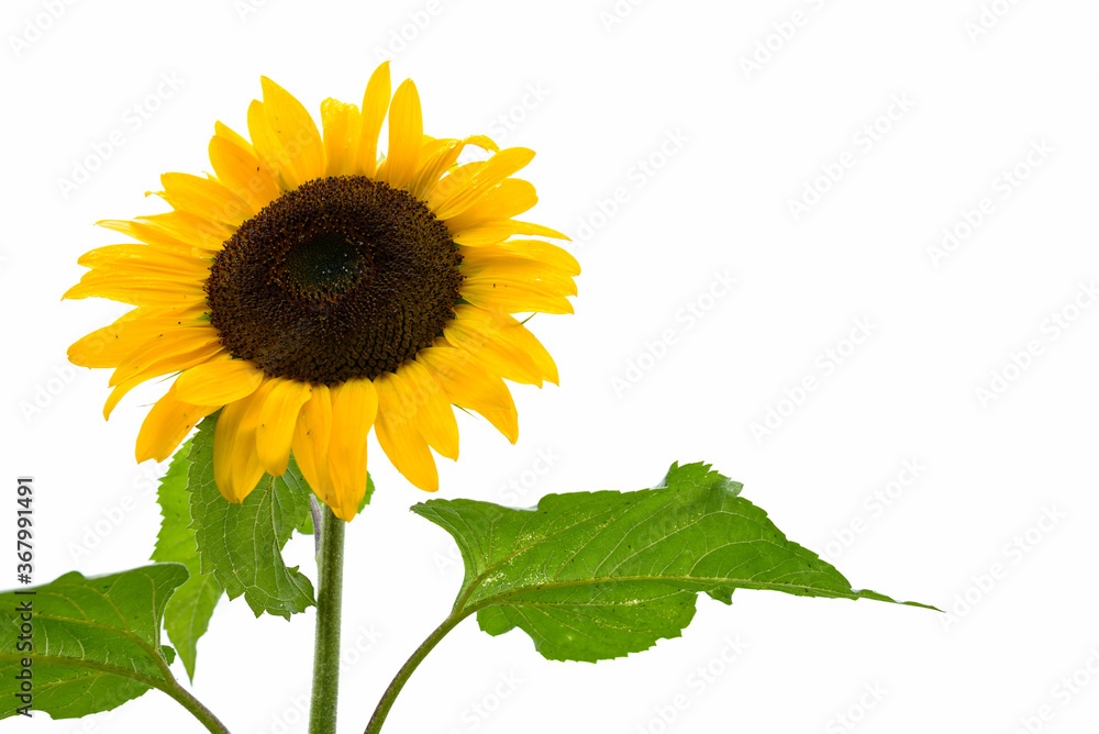 Obraz premium Beautiful sunflower blooming isolated against white background