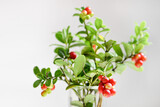 Bouquet of lingonberry with red fruits on a white background
