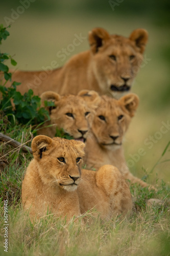 Lion cub lying in grass near others