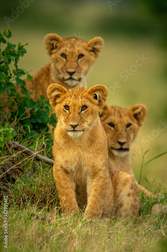 Lion sits in grass beside two others