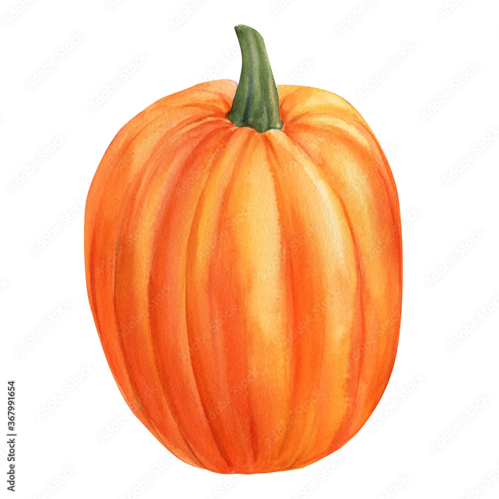 Obraz premium pumpkin isolated white background, watercolor illustration, hand drawing