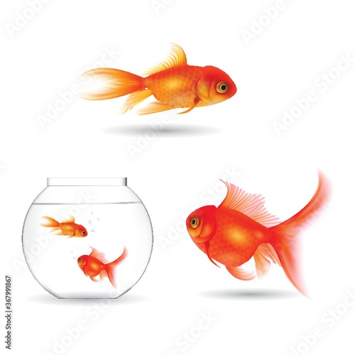 set of goldfish