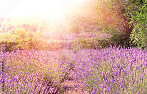 Mountain lavender field in sunset flare, Hvar island, Dalmatia, Croatia