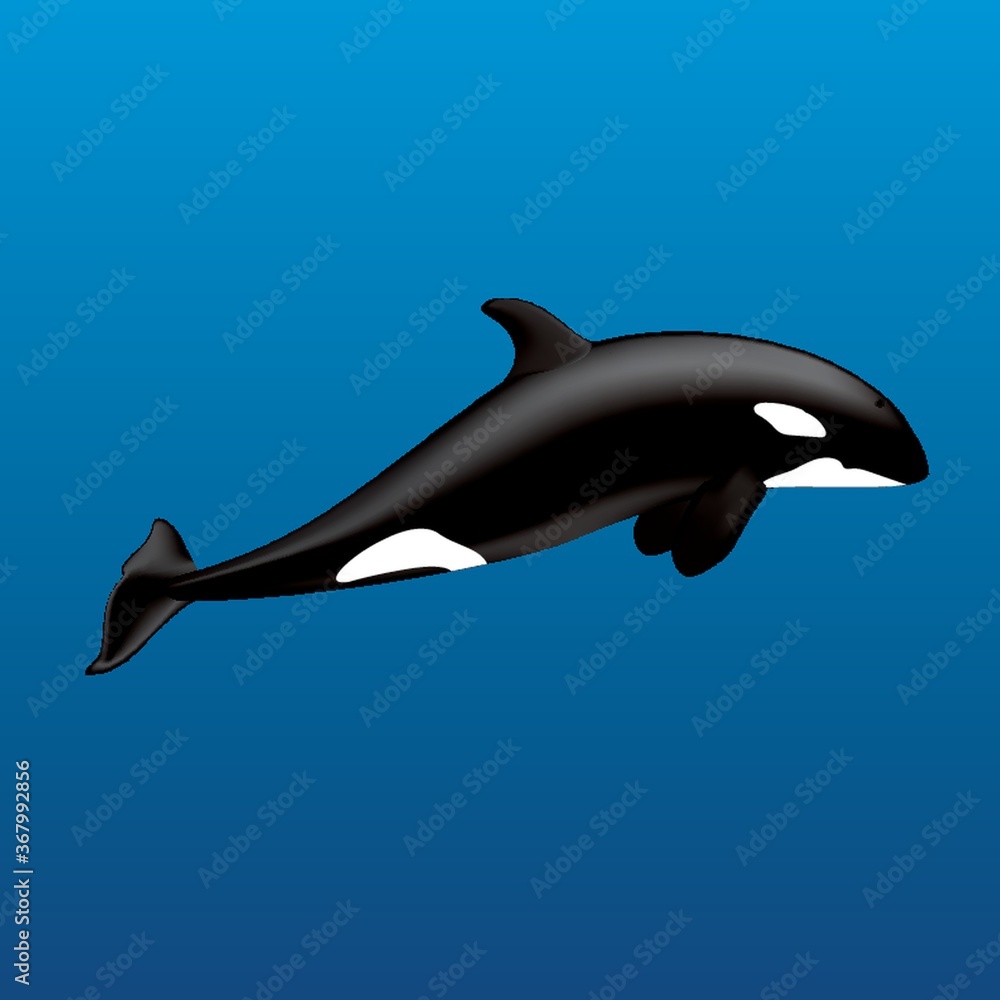 Obraz premium killer whale