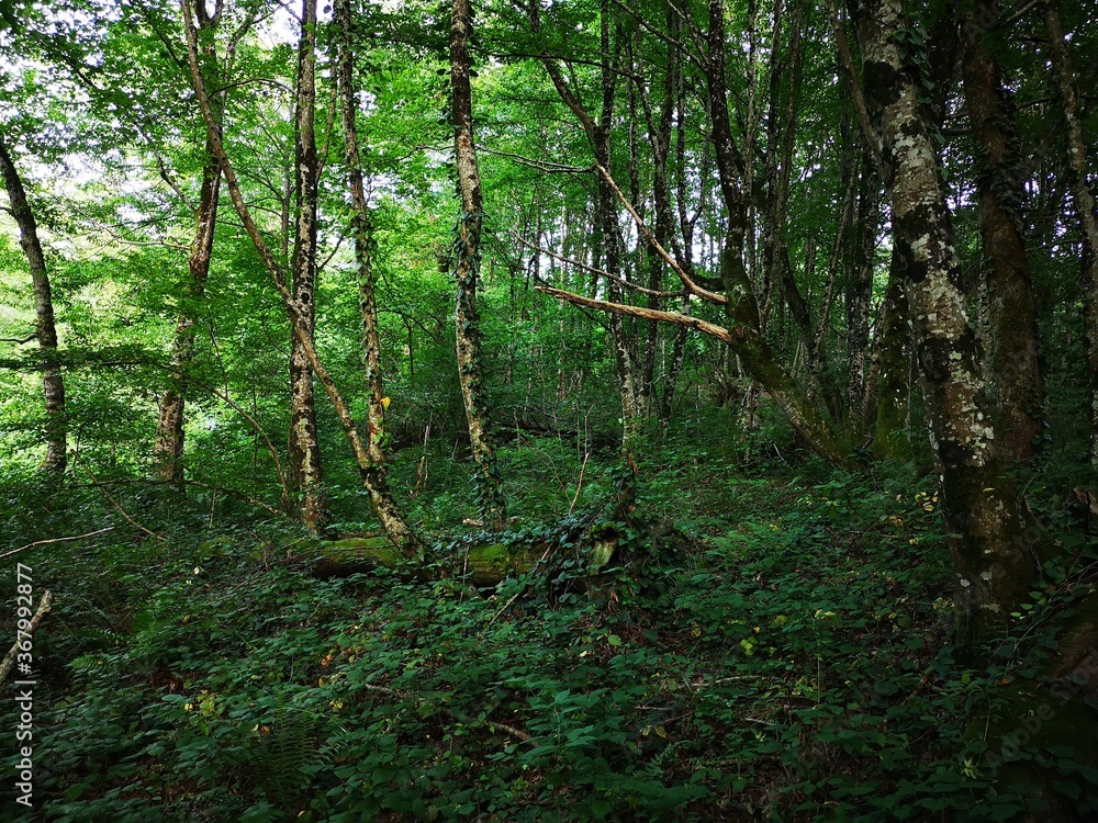 forest in spring forest in spring