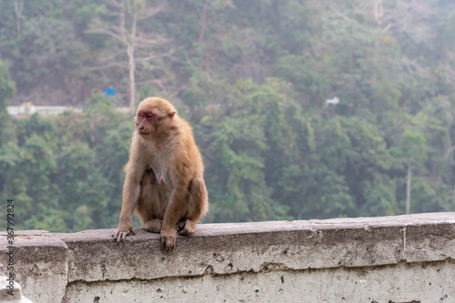 Monkey sitting on wall © MdMonzurulHaque