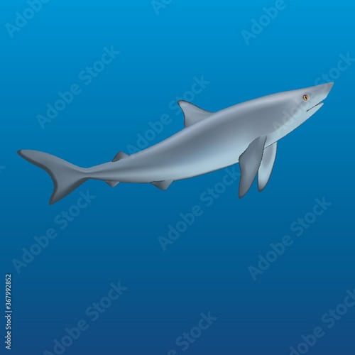 shark