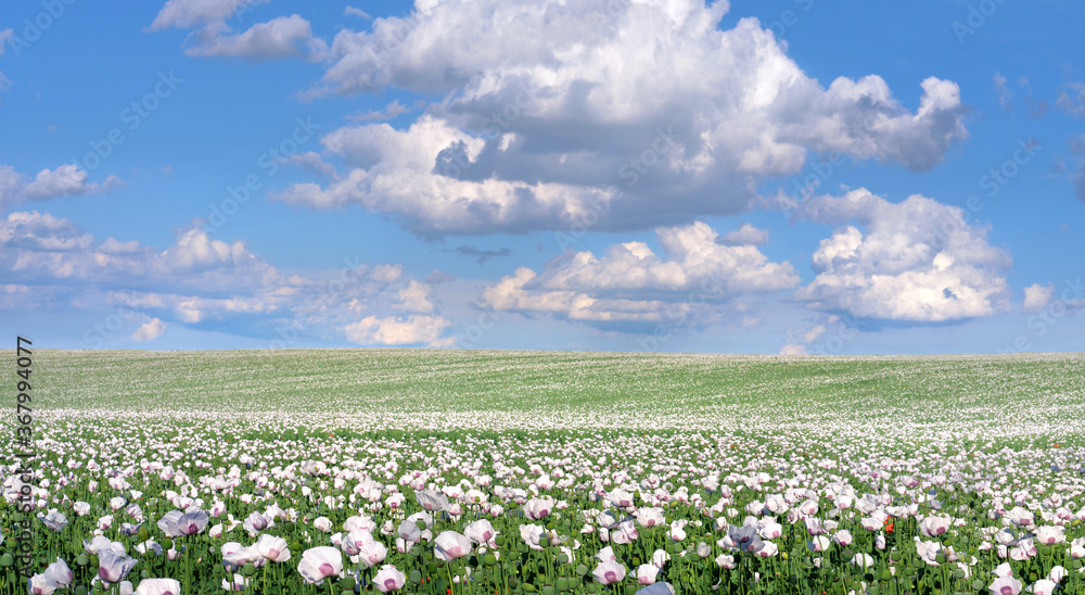 White opium poppy flowers on the field under blue sky with dramatic cumulus clouds