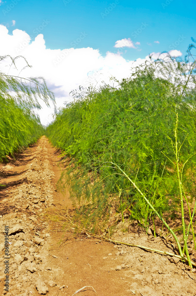 A field of growing green asparagus after the harvest on sandy ground and in front of blue sky A field of growing green asparagus after the harvest on sandy ground and in front of blue sky