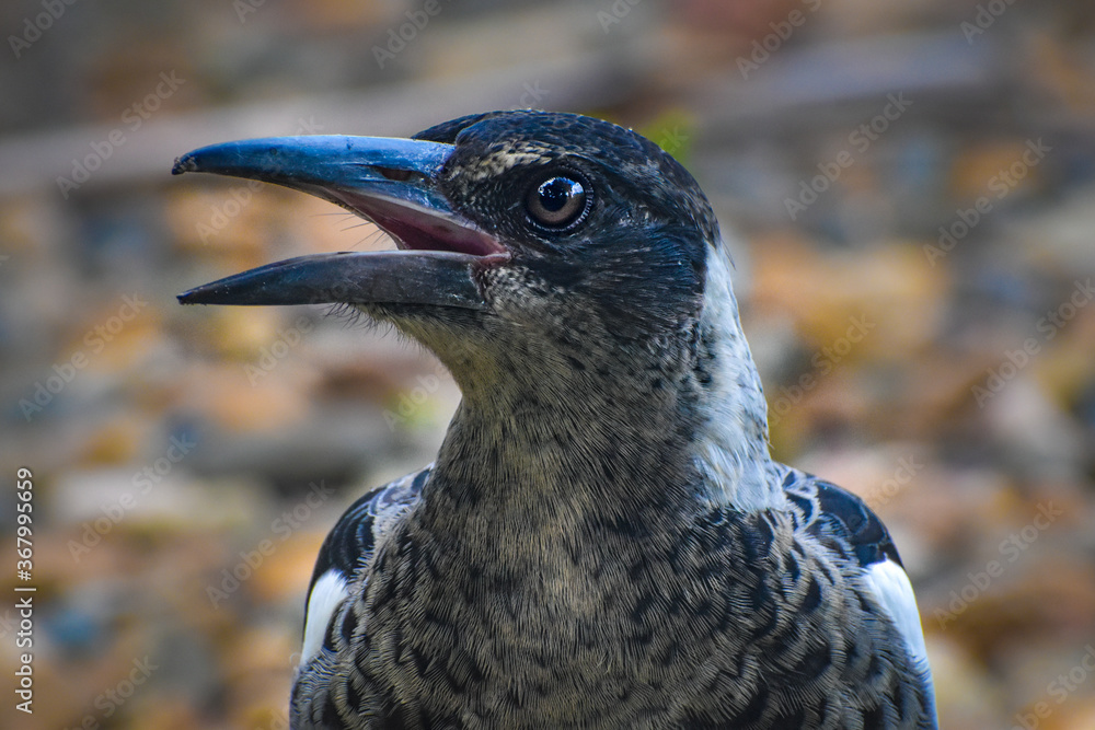 Fototapeta premium close up of a bird