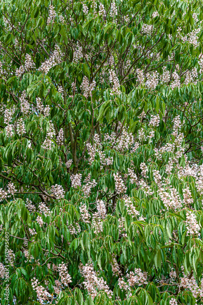 Fototapeta premium Flowering European horse-chestnut tree creating a natural display, background of green palmate leaves and upright white, pinkish flowers. Aesculus hippocastanum, commonly known as conker tree.