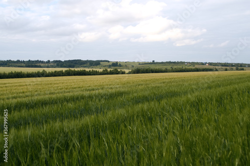 zielone pole i błękitne niebo