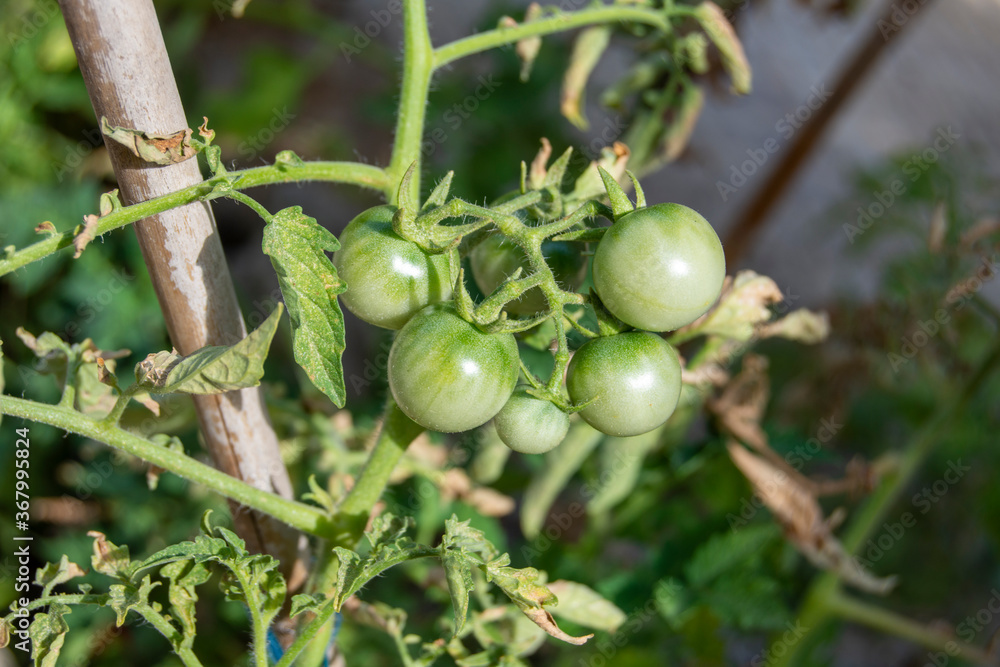 Fototapeta premium Tomates cherry verdes