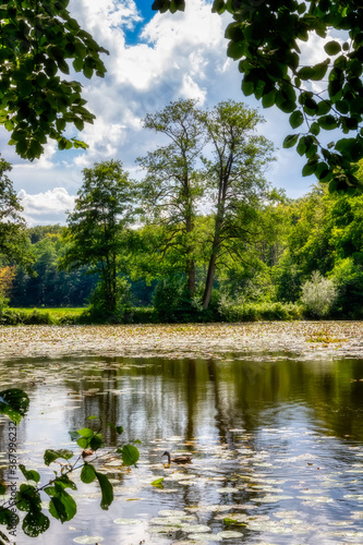 Drei Bäume spiegeln sich in einem Teich beim Kloster Loccum im Vordergrund schwimmt eine Ente