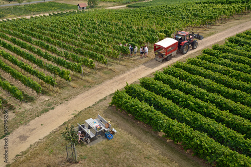 sommerlandschaft rheinhessen photo