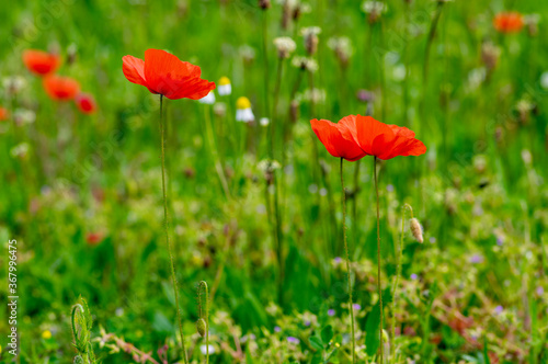 Papaver rhoeas common poppy seed bright red flowers in bloom, group of flowering plants on meadow, wild plants