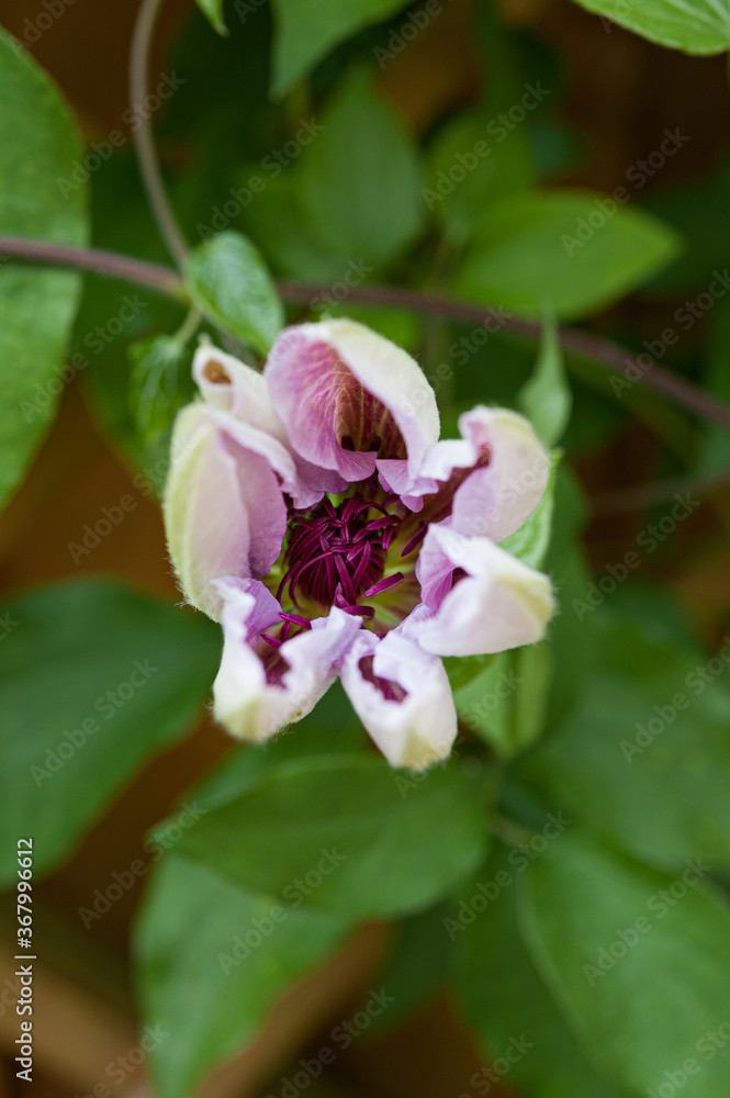 Close-up at young shoots of pink Clematis. Stages of blooming, from unopened bud to fully opened and blooming flower. Close-up at young shoots of pink Clematis. Stages of blooming, from unopened bud to fully opened and blooming flower.