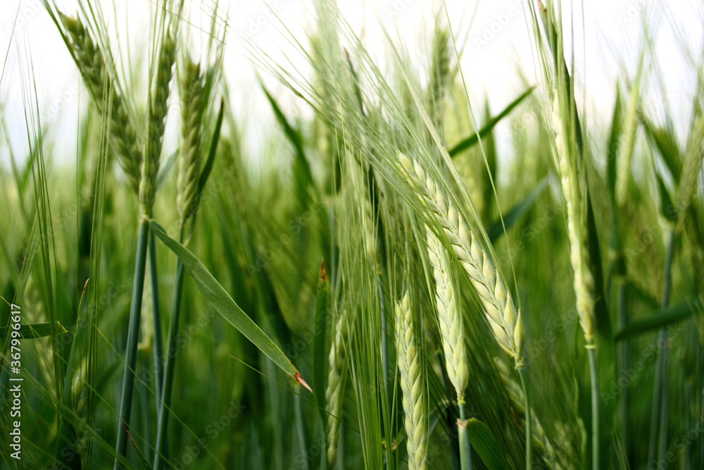 green wheat field in sunny weather close up green wheat field in sunny weather close up