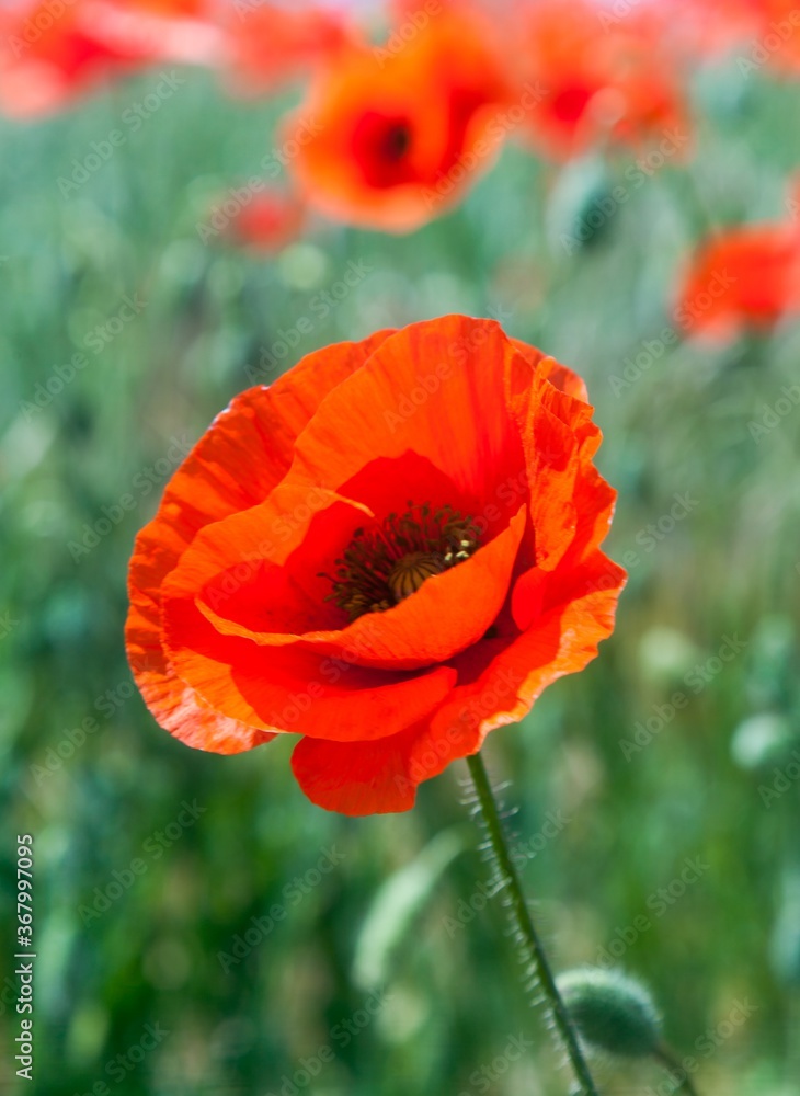 Fototapeta premium Red poppy flowers in a field