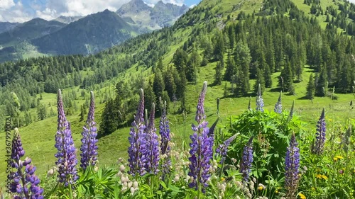 Summer scenery near the Krahbergzinken mountain, Austria. Krahbergzinken is a mountain situated west of Untertal valley and south-east of Schladming. photo