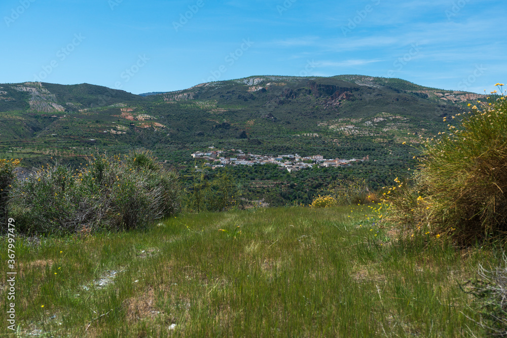 village on the mountainside surrounded by olive trees