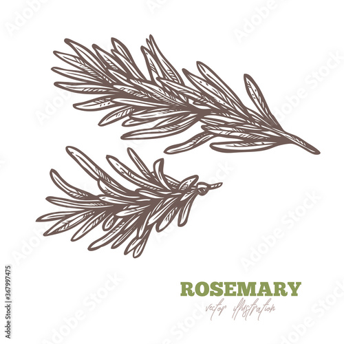 Isolated branch of fresh or dry rosemary on white. Spices and herbs vector hand drawn sketch etching botanical illustration
