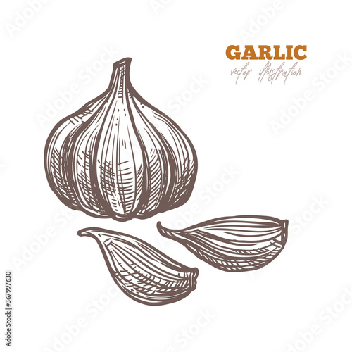 Single isolated garlic and clove spice on white. Vector sketch hand drawn illustration