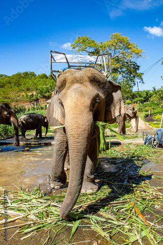 Photography Morning feeding of asian elephants at the farm not far from Dalat