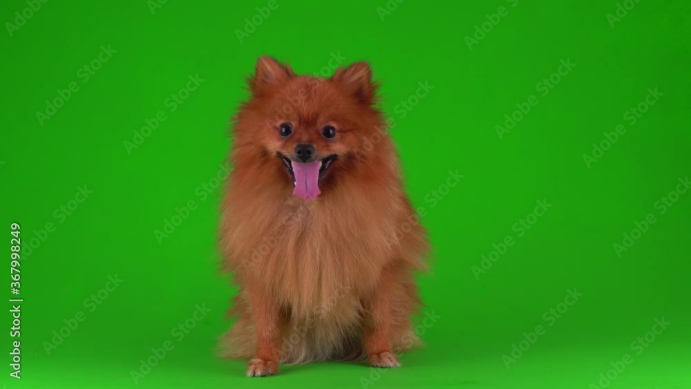 Spitz dog on a green background 4K video screen. Spitz dog on a green background 4K video screen.