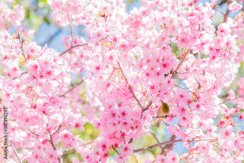 	
めじろ, 山桜, 桜, 自然, 植物, 屋外, 春, 人無し, 鳥, 青空, 風景, メジロ, 小鳥, 人物無し, 無人, 人なし, 人物なし, 花びら, 晴れ, 鳥類, 明るい, サクラ, さくら, 野鳥, 快晴, 3月, 4月, 満開, 野生