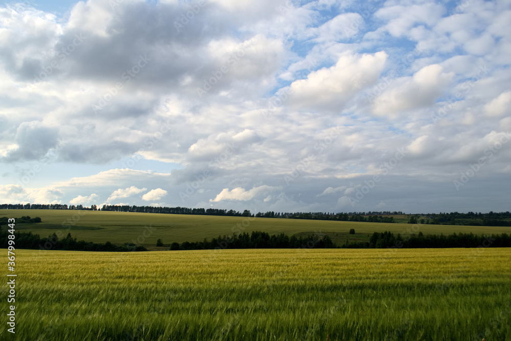 Obraz premium Green wheat field with cloudy sky